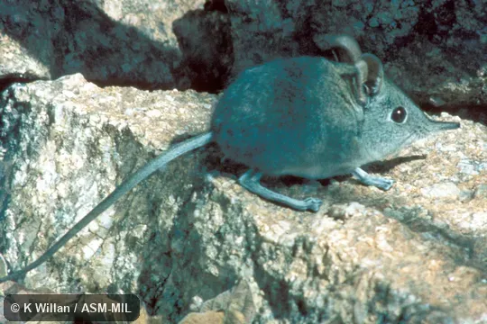 Side view.  Identified by Galen Rathbun.  Also as Eastern Rock Elephant-shrew|Transvaal Sengi|Transvaal Elephant-shrew.