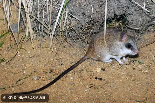 Also as Loring's Thallomys.