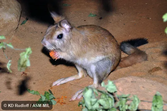 Also as East African Springhaas|East African Spring Hare.