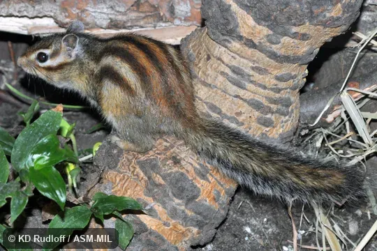 Formerly Tamias sibiricus.