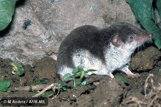 Side view.  Formerly Soricomorpha.  Also as Bicolored Shrew.