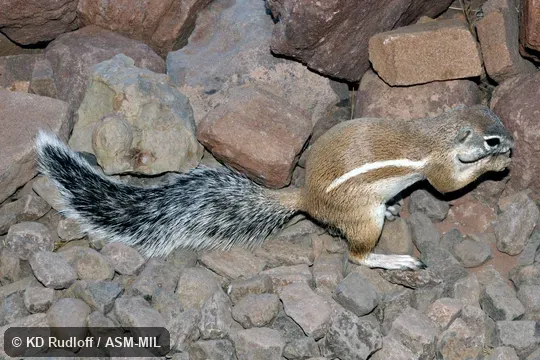 Formerly Xerus princeps.  Also as Kaokoveld Ground Squirrel|Mountain Ground Squirrel.