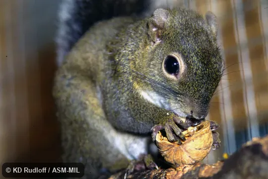Also as Alfaro's Pygmy Squirrel. Also as Alfaro's Pygmy Squirrel.