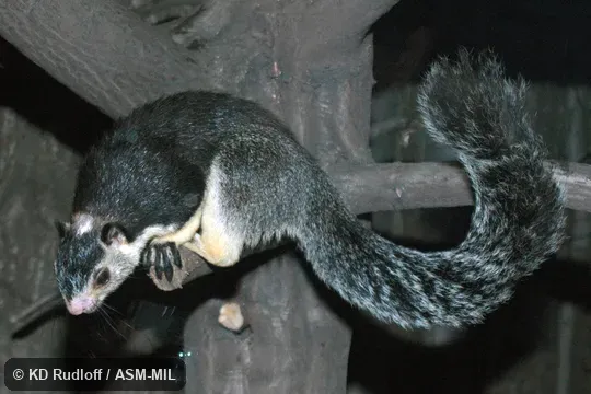 Also as Grizzled Giant Squirrel.