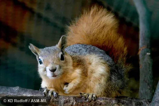 Also as Golden Squirrel|Persian Squirrel. Also as Golden Squirrel|Persian Squirrel.