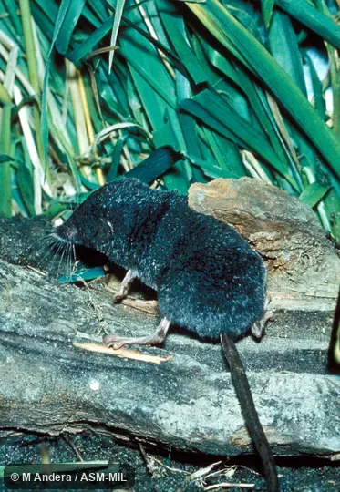 Oblique view. Formerly Soricomorpha. Oblique view. Formerly Soricomorpha.