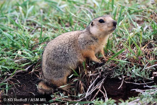 Also as Long-toothed Ground Squirrel|Long-toothed Souslik.