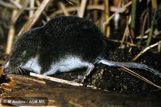 Side view.  Formerly Soricomorpha.  Also as Mediterranean Water Shrew|Miller's Water Shrew|Southern Water Shrew.