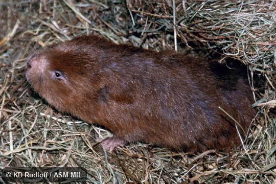 Also as Bay Bamboo Rat.