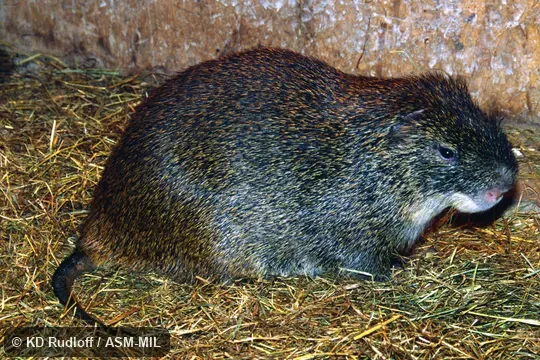 Also as Cutting-grass|Grass Cutter|Marsh Cane Rat.