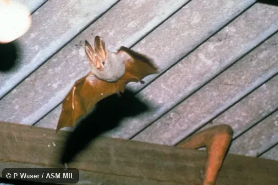 Ventral view in flight. Also as African Yellow-winged Bat|Yellow-winged Bat. Ventral view in flight. Also as African Yellow-winged Bat|Yellow-winged Bat.