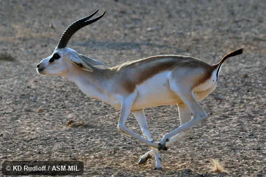 Formerly Gazella subgutturosa marica, Goitered Gazelle.  Also as Arabian Sand Gazelle.