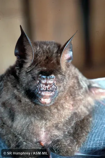Hipposideros armiger armiger.  Close-up front view.  Also as Great Leaf-nosed Bat · Great Roundleaf Bat · Great Himalayan Leaf-nosed Bat.