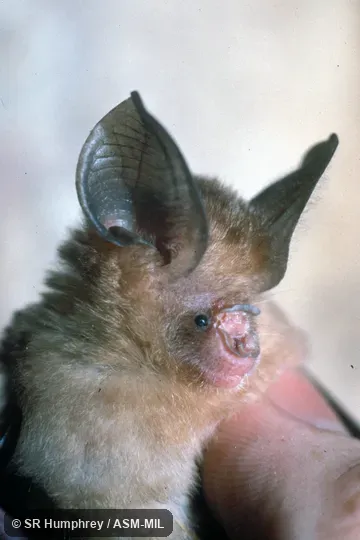 Close-up of head, oblique view.  Hipposideros bicolor atrox.  Also as Bicolored Leaf-nosed Bat.