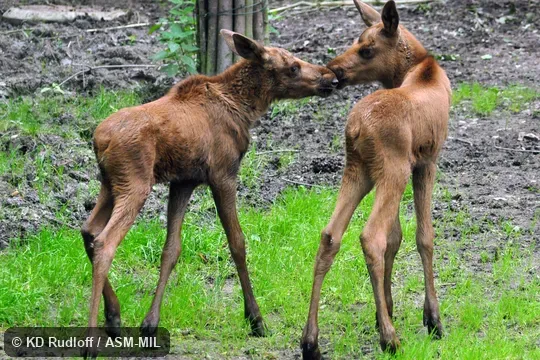 Alces alces alces.  Also as Eurasian Elk.