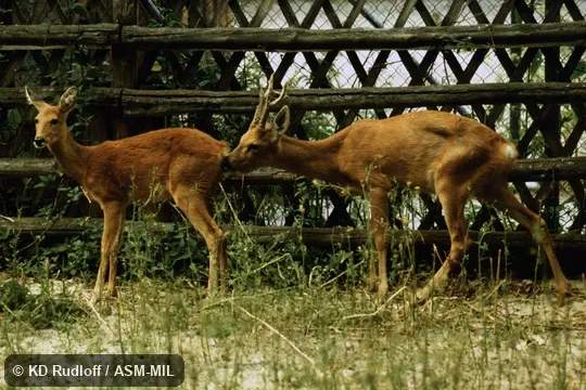 Capreolus pygargus bedfordi.  Also as Siberian Roe Deer.