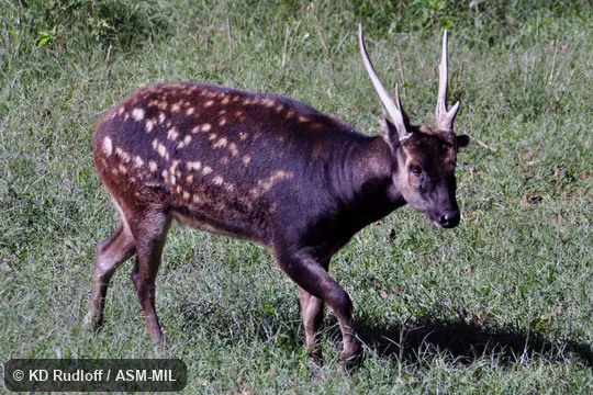 Also as Cervus alfredi.  Also as Prince Alfred's Sambar|Visayan Spotted Deer.