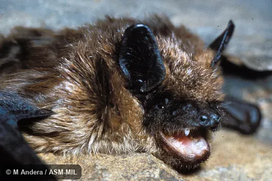 Cnephaeus serotinus serotinus. Close-up of head, oblique view. Formerly Eptesicus serotinus. Also as Big Brown Bat|Common Serotine Bat|European Serotine Bat|Silky Bat. Cnephaeus serotinus serotinus. Close-up of head, oblique view. Formerly Eptesicus serotinus. Also as Big Brown Bat|Common Serotine Bat|European Serotine Bat|Silky Bat.