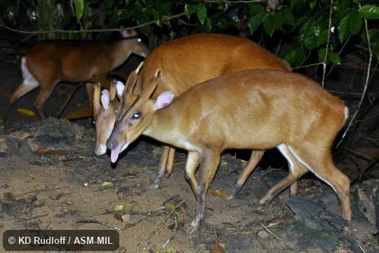 Also as Sunda Red Muntjac.