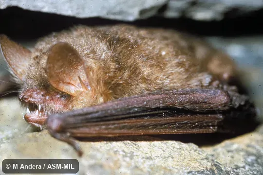 Close-up oblique view. Also as Geoffroy's Bat. Close-up oblique view. Also as Geoffroy's Bat.