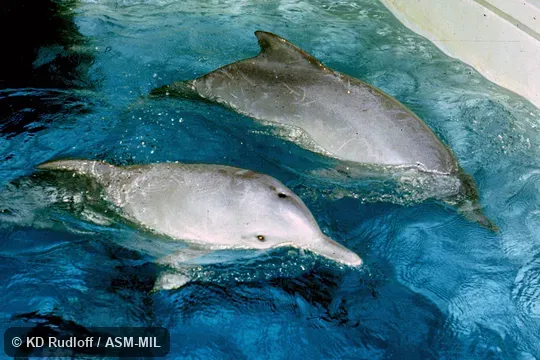 Formerly Sotalia fluviatilis, Tucuxi. Formerly in order Cetacea. Also as Costero|Guiana River Dolphin. Formerly Sotalia fluviatilis, Tucuxi. Formerly in order Cetacea. Also as Costero|Guiana River Dolphin.