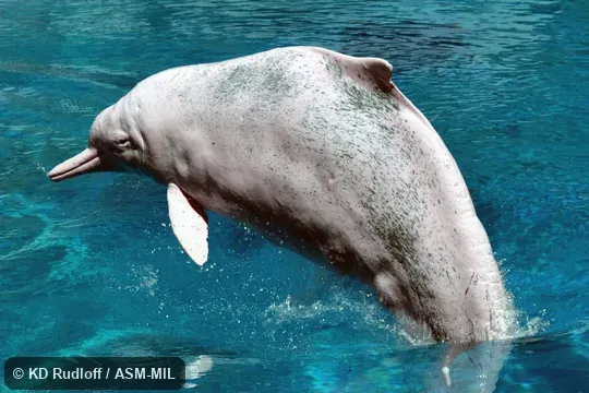 Formerly in order Cetacea. Also as Borneo White Dolphin|Chinese White Dolphin|Lead-colored Dolphin|Plumbeous Dolphin|Ridge-backed Dolphin|Speckled Dolphin|White Dolphin|Pacific Humpback Dolphin. Formerly in order Cetacea. Also as Borneo White Dolphin|Chinese White Dolphin|Lead-colored Dolphin|Plumbeous Dolphin|Ridge-backed Dolphin|Speckled Dolphin|White Dolphin|Pacific Humpback Dolphin.