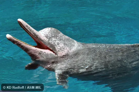 Formerly in order Cetacea.  Also as Borneo White Dolphin, Chinese White Dolphin, Lead-colored Dolphin, Plumbeous Dolphin, Ridge-backed Dolphin, Speckled Dolphin, White Dolphin, Pacific Humpback Dolphin.