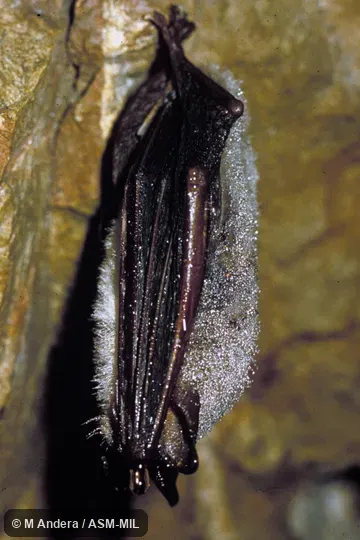 Side view, hanging in cave, covered with dew. Also as Greater Mouse-eared Bat|Large Mouse-eared Bat|Mouse-eared Bat|Mouse-eared Myoti. Side view, hanging in cave, covered with dew. Also as Greater Mouse-eared Bat|Large Mouse-eared Bat|Mouse-eared Bat|Mouse-eared Myoti.
