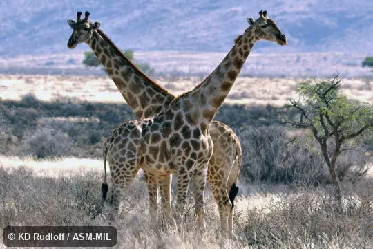 Giraffa giraffa angolensis.  Formerly Giraffa camelopardalis angolensis or Giraffa angolensis, Angolan Giraffe, Smoky Giraffe.