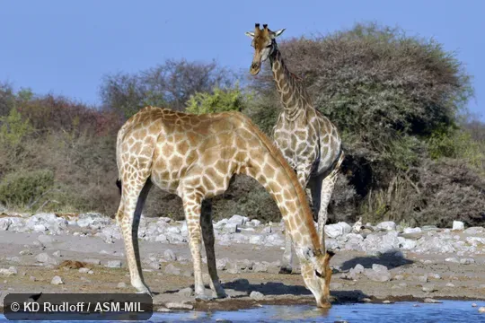 Giraffa giraffa angolensis.  Formerly Giraffa camelopardalis angolensis or Giraffa angolensis, Angolan Giraffe, Smoky Giraffe.