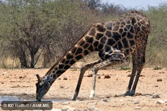 Giraffa giraffa angolensis.  Formerly Giraffa camelopardalis angolensis or Giraffa angolensis, Angolan Giraffe, Smoky Giraffe.