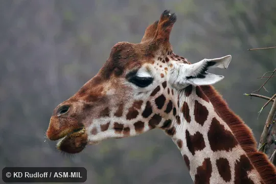 Giraffa camelopardalis camelopardalis.  Formerly Giraffa camelopardalis rothschildi, Rothschild Giraffe, Baringo Giraffe, Ugandan Giraffe.