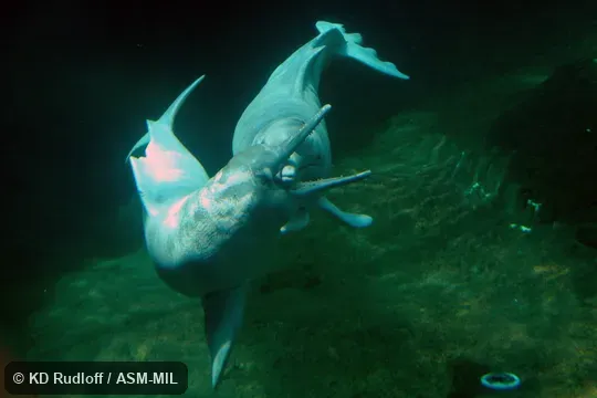 Formerly in order Cetacea.  Also as Boto|Bufeo|Pink River Dolphin.