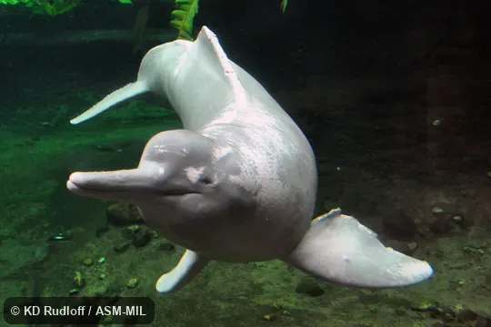 Formerly in order Cetacea.  Also as Boto, Bufeo, Pink River Dolphin.