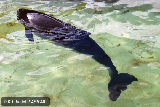 Formerly in order Cetacea.  Also as Common Porpoise, Sea-hog, Sea-pig.