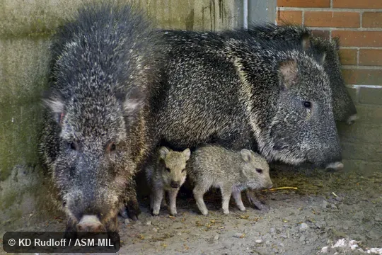 Also as Giant Peccary.  Formerly Catagonus wagneri.