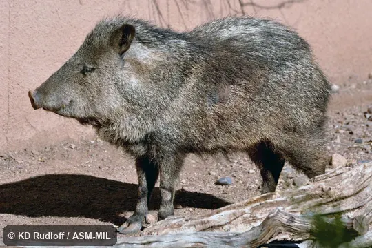 Formerly as Pecari tajacu or Pecari angulatus, Javelina.