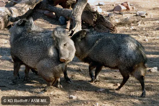 Formerly as Pecari tajacu or Pecari angulatus, Javelina.