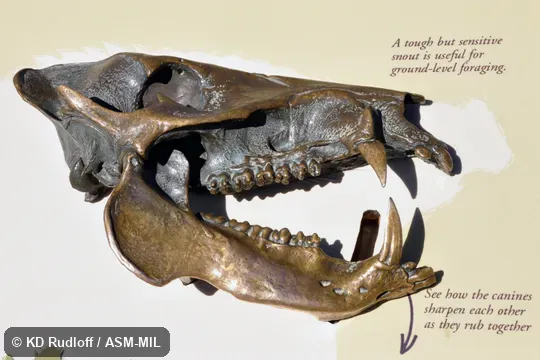 Formerly as Pecari tajacu or Pecari angulatus, Javelina.