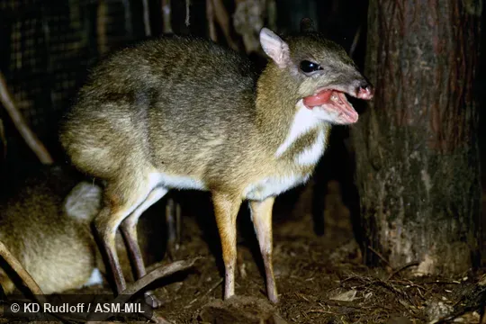 Also as Lesser Mouse-deer, Kancil.