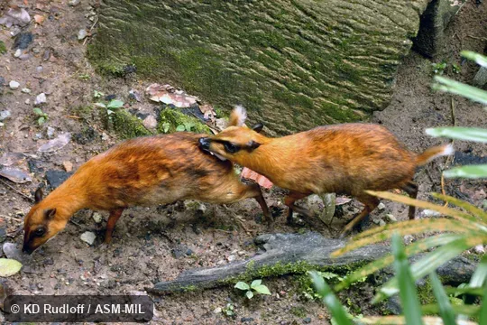 Also as Greater Mouse-deer