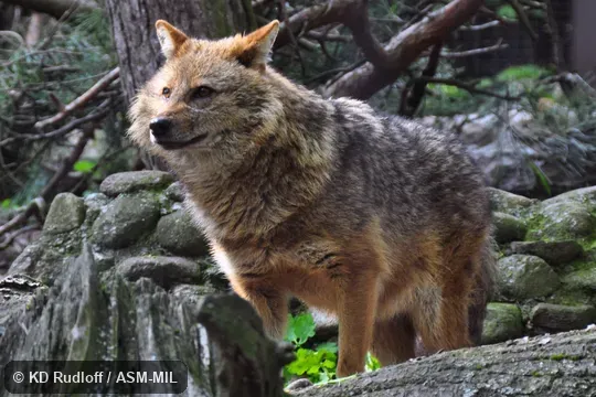 Canis aureus moreotica.  Also as Asiatic Jackal, Common Jackal.