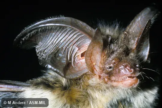 Close-up of head, oblique view, showing ears.  Also as Brown Big-eared Bat|Common Long-eared Bat.