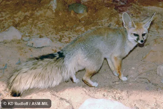 Also as Royal Fox|King Fox|Afghan Fox. Also as Royal Fox|King Fox|Afghan Fox.