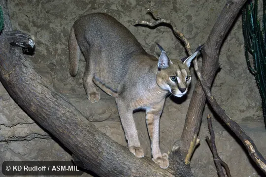 Also as Red Lynx, Caracal Lynx.
