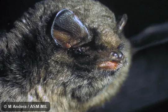Close-up of head, oblique view. Also as Common or Schreiber's Bent-winged Bat. Formerly in Vespertilionidae. Close-up of head, oblique view. Also as Common or Schreiber's Bent-winged Bat. Formerly in Vespertilionidae.