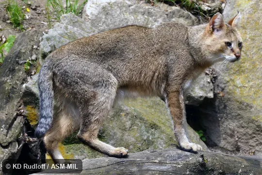 Also as Swamp Cat, Reed Cat.