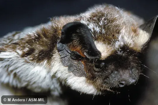 Close-up of head, oblique view.  Also as Particolored Bat.