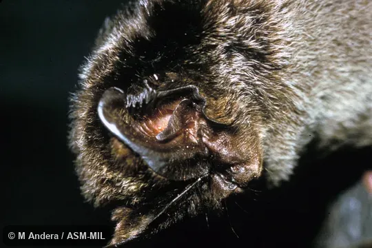 Close-up of head, oblique view.  Also as Barbastelle.