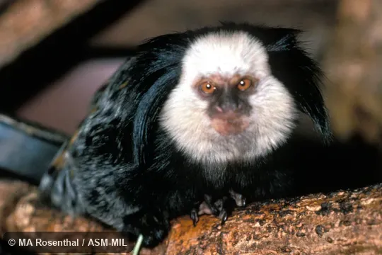 Front view.  Also as White-faced Marmoset|White-headed Marmoset.  Formerly Cebidae (Callitrichinae).